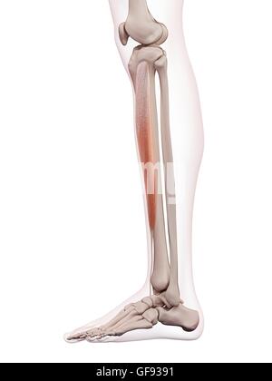 Menschliches Beinmuskeln, Abbildung. Stockfoto