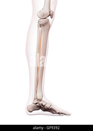 Menschliches Beinmuskeln, Abbildung. Stockfoto