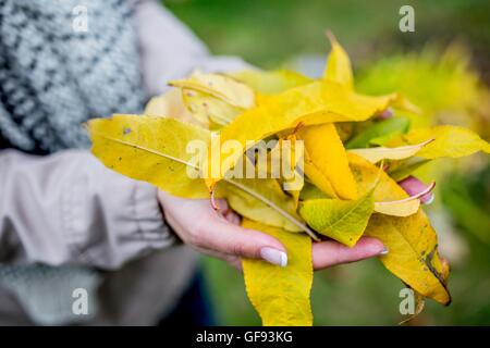-MODELL VERÖFFENTLICHT. Hand mit Herbstlaub, close-up. Stockfoto