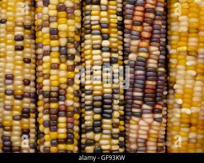 Flint Mais (Zea Mays Indurata), full-Frame. Stockfoto