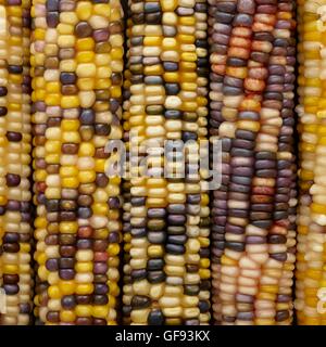 Flint Mais (Zea Mays Indurata), full-Frame. Stockfoto