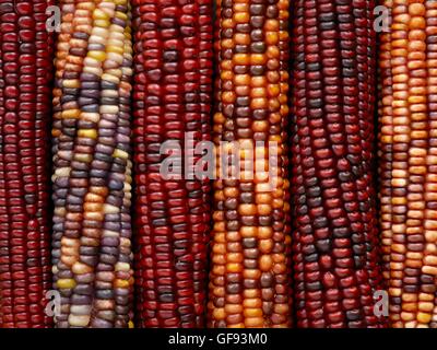 Flint Mais (Zea Mays Indurata), full-Frame. Stockfoto