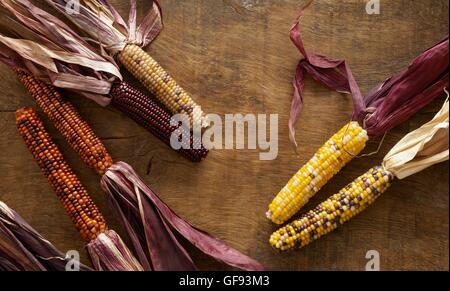 Flint Mais (Zea Mays Indurata), Stillleben. Stockfoto