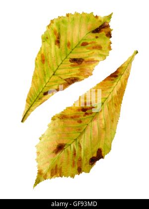 Rosskastanie (Aesculus Hippocastanum) Blätter, Studioaufnahme. Stockfoto