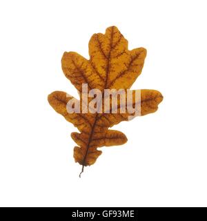 Eiche (Quercus) Blatt, Studio gedreht. Stockfoto