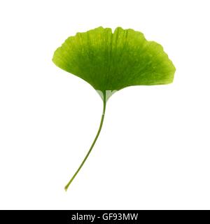 Blätter vom Baum tausend (Ginkgo Biloba), Studio gedreht. Stockfoto