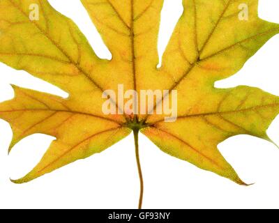 Herbst Blatt, Studio gedreht. Stockfoto