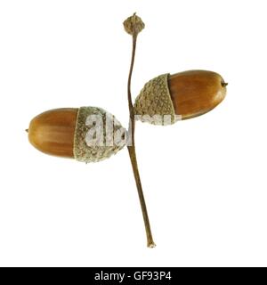 Eicheln aus einer Eiche, Studio gedreht. Stockfoto