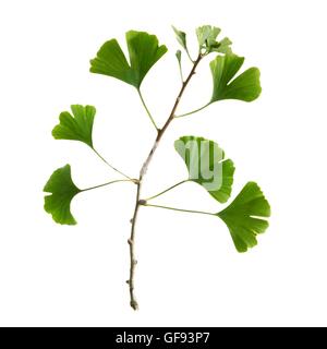 Blätter vom Baum tausend (Ginkgo Biloba), Studio gedreht. Stockfoto