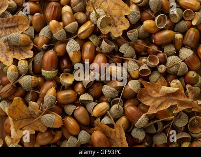 Blätter und Eicheln aus einer Eiche, full-Frame. Stockfoto