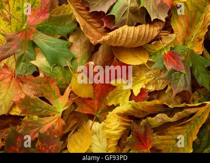 Herbstlaub, full-Frame. Stockfoto