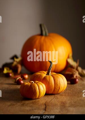 Jack-o-Laterne (Cucurbita Pepo) und Jack werden kleine Miniatur (Cucurbita Pepo) Kürbisse, Stillleben. Stockfoto