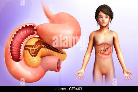 Illustration der Bauchspeicheldrüse und Dünndarm Querschnitt. Stockfoto