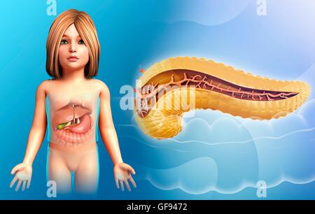 Illustration des Kindes Bauchspeicheldrüse Querschnitt. Stockfoto