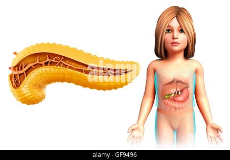 Illustration des Kindes Bauchspeicheldrüse Querschnitt. Stockfoto