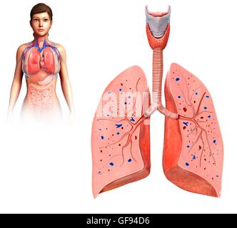 Darstellung der menschlichen Lunge Querschnitt. Stockfoto