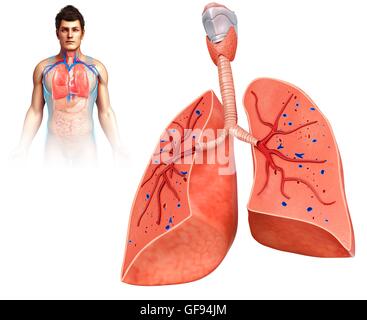 Darstellung der menschlichen Lunge Querschnitt. Stockfoto