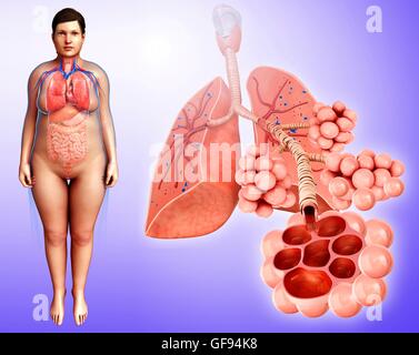 Darstellung der menschlichen Lunge Querschnitt. Stockfoto