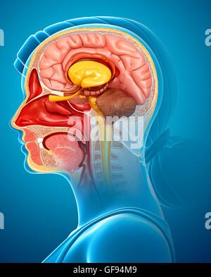 Darstellung der Anatomie des Gehirns mit Nasenhöhle. Stockfoto