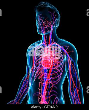 Darstellung der männlichen Herz-Kreislauf-System. Stockfoto