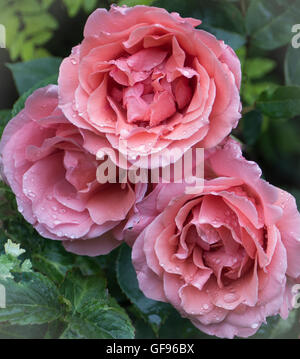 Rose 'Segen' A hybride Terose, in voller Blüte mit Tropfen des Regens auf Blütenblätter Stockfoto