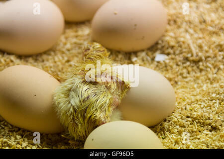 Ich aus dem Neugeborenen Küken Ei Henne Hahn (Gallus) Stockfoto