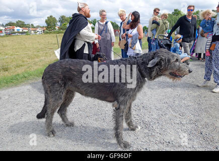Erwachsenen Irish Wolfhound angeleint mit Menschen im Hintergrund. Stockfoto