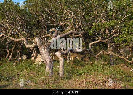 Westlichen sauren Eiche-Birke Wald unter Druck von Rotwild und Wetter extremen Weiden gedeihen.  SCO 10.993. Stockfoto