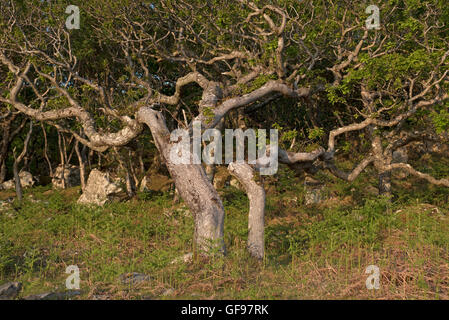 Westlichen sauren Eiche-Birke Wald unter Druck von Rotwild und Wetter extremen Weiden gedeihen. SCO 10.994. Stockfoto