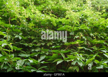 Kletterpflanze an reger Wand sehr dicht Stockfoto