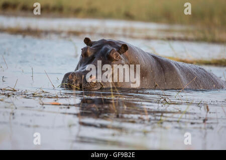 Ein einzelnes Nilpferd Hippopotamus Amphibius schwelgen in seichtem Wasser auf dem Chobe River in Botswana Stockfoto