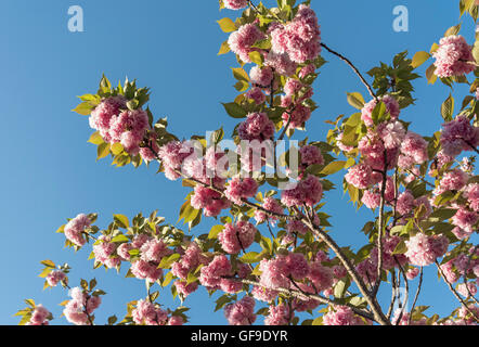 Nahaufnahme der Blüten von Sakura Kirsche Baum in voller Blüte, Kyoto, Japan Stockfoto