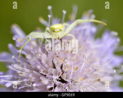 Makroaufnahme einer Krabbenspinne (Misumena Vatia) auf Knautia Blume von vorne gesehen Stockfoto