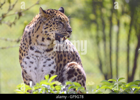 Closeup Leopard (Panthera Pardus) sitzen unter vegetation Stockfoto