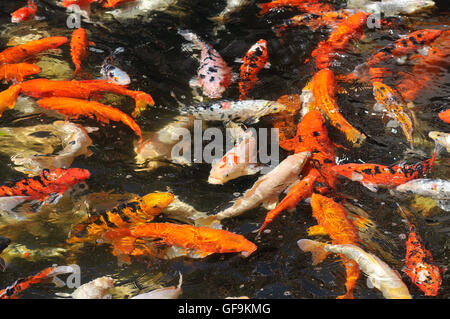 Viele Koi-Karpfen (Cyprinus) multicolor in der Oberfläche des Wassers Stockfoto