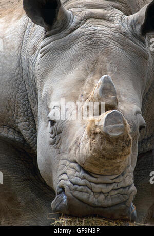 Weißes Nashorn Ceratotherium Simum. Stockfoto