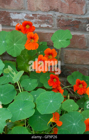 Tropaeolum. Kapuzinerkresse blüht in einem Gewächshaus bei Ryton Organic Gardens. Coventry, UK Stockfoto