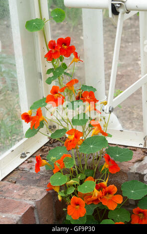 Tropaeolum. Kapuzinerkresse blüht in einem Gewächshaus bei Ryton Organic Gardens. Coventry, UK Stockfoto