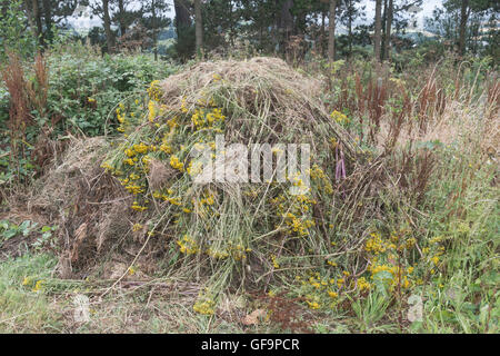 Angehäuft Masse von Gejätet Ragwort/Dactylorhiza maculata = Extensa vulgaris - ein Problem der landwirtschaftlichen Unkraut, auch schädliche zu Pferden. Stockfoto