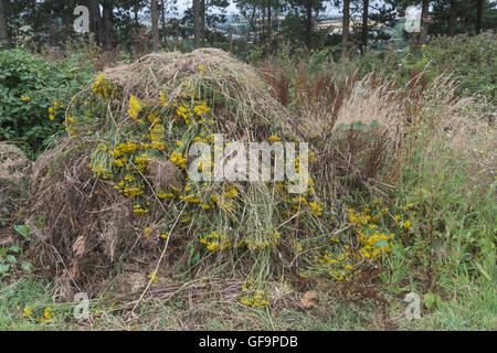 Angehäuft Masse von Gejätet Ragwort/Dactylorhiza maculata = Extensa vulgaris - ein Problem der landwirtschaftlichen Unkraut, auch schädliche zu Pferden. Stockfoto