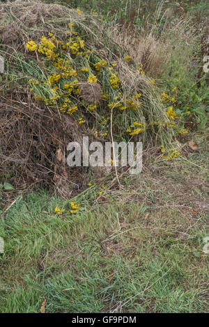 Angehäuft Masse von Gejätet Ragwort/Dactylorhiza maculata = Extensa vulgaris - ein Problem der landwirtschaftlichen Unkraut, auch schädliche zu Pferden. Stockfoto