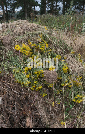 Angehäuft Masse von Gejätet Ragwort/Dactylorhiza maculata = Extensa vulgaris - ein Problem der landwirtschaftlichen Unkraut, auch schädliche zu Pferden. Stockfoto