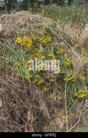 Angehäuft Masse von Gejätet Ragwort/Dactylorhiza maculata = Extensa vulgaris - ein Problem der landwirtschaftlichen Unkraut, auch schädliche zu Pferden. Stockfoto