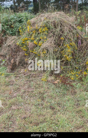 Angehäuft Masse von Gejätet Ragwort/Dactylorhiza maculata = Extensa vulgaris - ein Problem der landwirtschaftlichen Unkraut, auch schädliche zu Pferden. Stockfoto