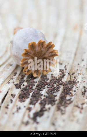 Mohn Schoten und Samen auf Holz Stockfoto