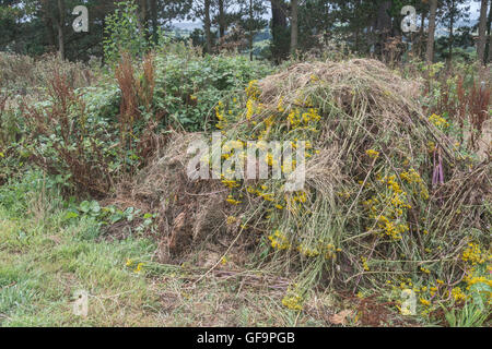 Angehäuft Masse von Gejätet Ragwort/Dactylorhiza maculata = Extensa vulgaris - ein Problem der landwirtschaftlichen Unkraut, auch schädliche zu Pferden. Stockfoto