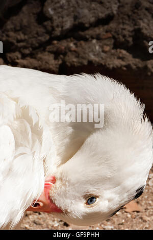 Weiße Gans mit blauen Augen Stockfoto