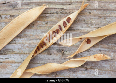 Lathyrus Latifolius. Getrocknete breitblättrigen ewige Erbsenschoten Samen und Saatgut auf Holz Stockfoto