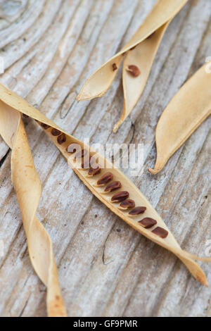 Lathyrus Latifolius. Getrocknete breitblättrigen ewige Erbsenschoten Samen und Saatgut auf Holz Stockfoto