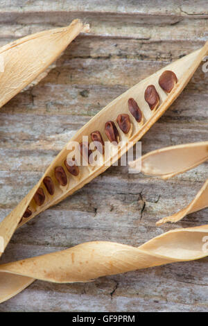Lathyrus Latifolius. Getrocknete breitblättrigen ewige Erbsenschoten Samen und Saatgut auf Holz Stockfoto